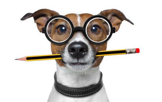 jack russell dog with pencil or pen in mouth  wearing nerd glasses for work as a boss or secretary , isolated on white background